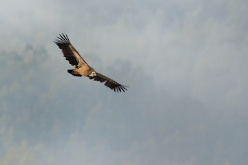 Eurasian Griffon (Gyps fulvus) captured in flight. Vulture flying above the olive plantation in Spain