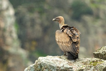 Fototapeta premium Eurasian Griffon (Gyps fulvus) sitting on the rock. In the background there is a rain