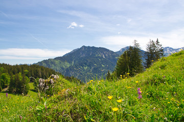 Berge und Wiesen