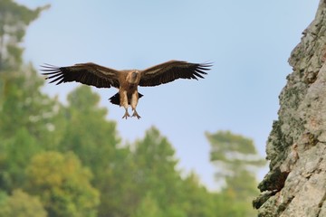 Fototapeta premium Eurasian Griffon (Gyps fulvus) captured in flight. Vulture flying above the olive plantation in Spain