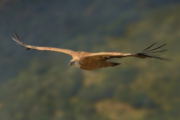 Eurasian Griffon (Gyps fulvus) captured in flight. Vulture flying above the olive plantation in Spain