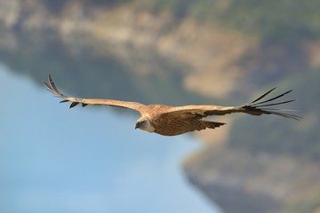 Eurasian Griffon (Gyps fulvus) captured in flight. Vulture flying above the olive plantation in Spain