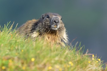 Naklejka na ściany i meble The alpine marmot (Marmota marmota) on the alpine meadow elightened by afternoon sunlights