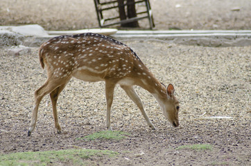 Single deer grazing in a zoo