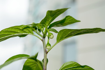 Flower buds of chili pepper growing indoors on window sill