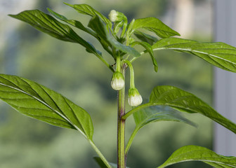 Flower buds of chili pepper growing indoors on window sill