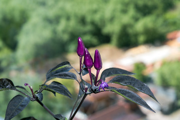 Ornamental chili pepper Explosive Ember with purple fruits growing on window sill