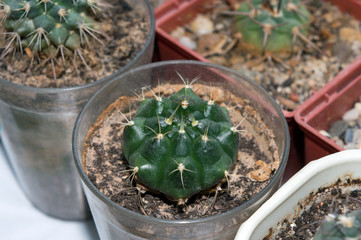 Close up of gymnocalycium damsii ssp. evae, cactus growing on window sill in cacti collection