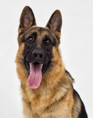 Portrait of a German Shepherd