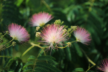Pink beautiful flowers on a tree. Albizia julibrissin