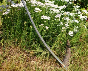 schafgarbe kräuterwiese sense © Christine