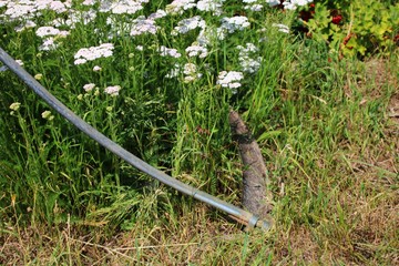 wildkräuter wiese  ernten sense © Christine