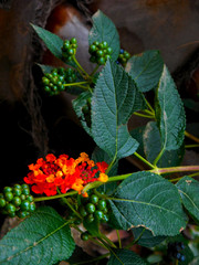 Leaves and flowers
