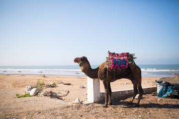 Camel on the beach