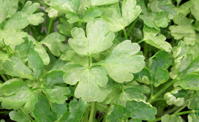 parsley leaves an ideal herb for cooking mediterranean dishes