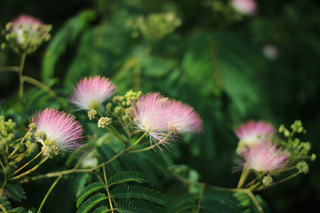 Pink beautiful flowers on a tree. Albizia julibrissin