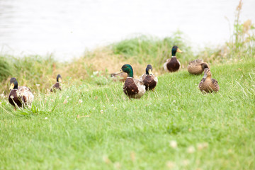 Wild ducks on a green meadow