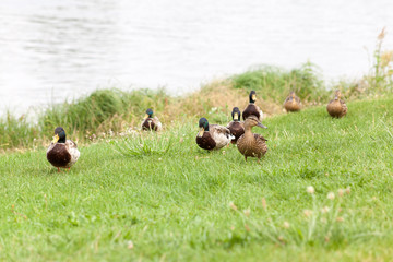 Wild ducks on a green meadow