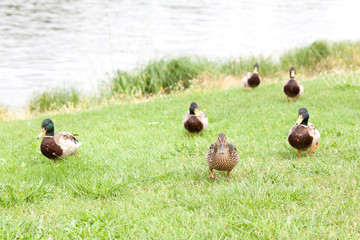 Wild ducks on a green meadow