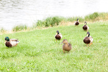 Wild ducks on a green meadow