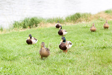 Wild ducks on a green meadow