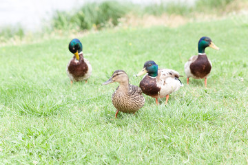 Wild ducks on a green meadow