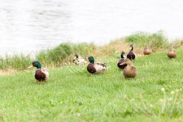Wild ducks on a green meadow