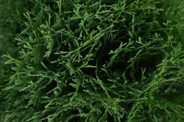 tuya texture