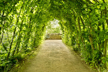 Hazel archway Hidcote Manor Garden, Chipping Campden, Gloucestershire. United Kingdom