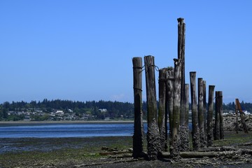 tall wooden pillars remnants of an old pier covered partially with barnacles during low tide at the Royston shipwreck site, near Courtenay, Vancouver Island British Columbia 