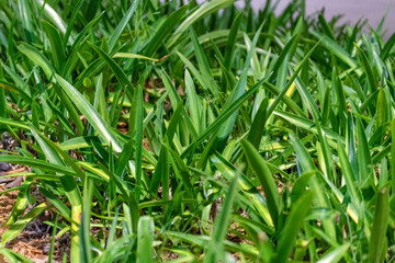 Beautiful grass of a meadow