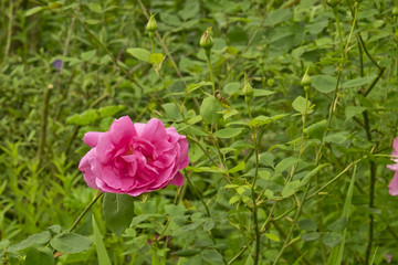 Old fashioned pink rose Hidcote Manor Garden, Chipping Campden, Gloucestershire. United Kingdom