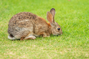 Rabbit eating grass