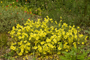yellow rock rose Hidcote Manor Garden, Chipping Campden, Gloucestershire. United Kingdom