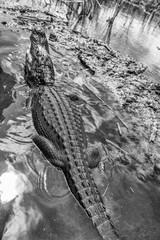 Alligator of Florida Everglades National Park
