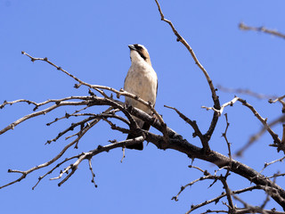 White-crowned Shrike, Eurocephalus aguitimens, Kalahari, South Africa