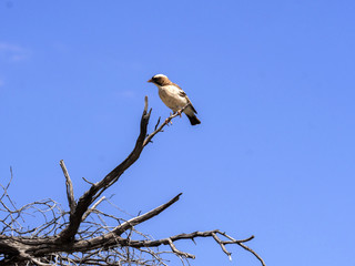 White-crowned Shrike, Eurocephalus aguitimens, Kalahari, South Africa