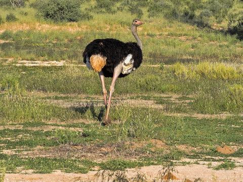 Adult male Ostrich, Struthio camelus, in the grass of Kalahari, South Africa