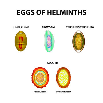 Set helminth eggs.  Worms egg. Hepatic fluke, hepatic trematode, ascaris, pinworm. Trichuris trichiura. Infographics. Vector illustration on isolated background.