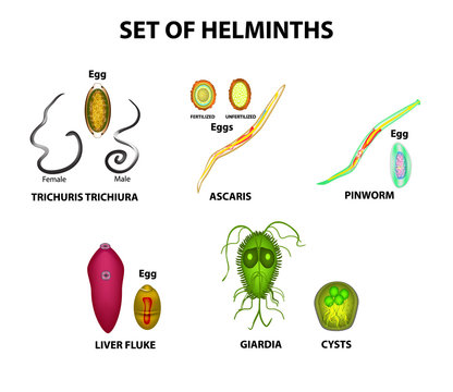 Set of helminths and their eggs. Worms. Hepatic fluke, hepatic trematode, ascaris, pinworm, lamblia, cyst of lamblia. Trichuris trichiura. Infographics. Vector illustration on isolated background.