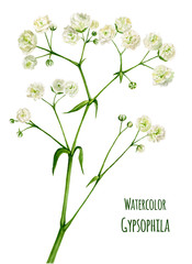 Watercolor illustration gypsophila