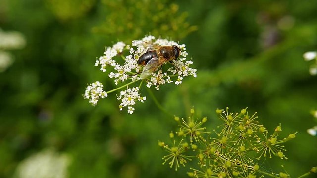 une abeille butine une fleur