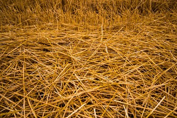 Golden wheat hey after harvest closeup in summer