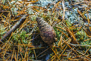 Spring in the forest, Finland