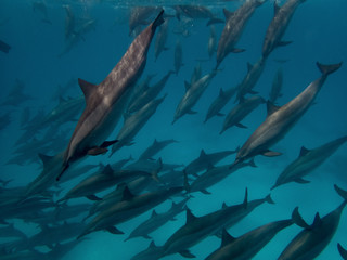 A flock of dolphins underwater with sunlight