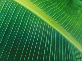 Full Frame Background of Fresh Green Banana Leaf