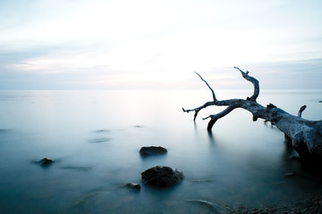 un tronc d&rsquo;arbre mort sur une plage 