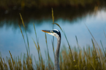 Great Blue Heron