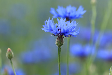 Blaue Kornblumenblüte 