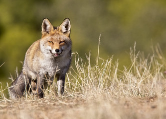 Naklejka na ściany i meble Red Fox (Vulpes vulpes), Sierra Morena, Andalucia, Spain.